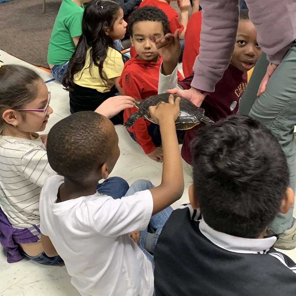 Students touching a turtle from the Eagle Bluff Nature Center at Evergreen Park Elementary on March 23