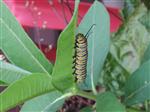 caterpillar caterpillar