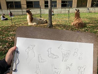 Llamas in residency at AMSA 